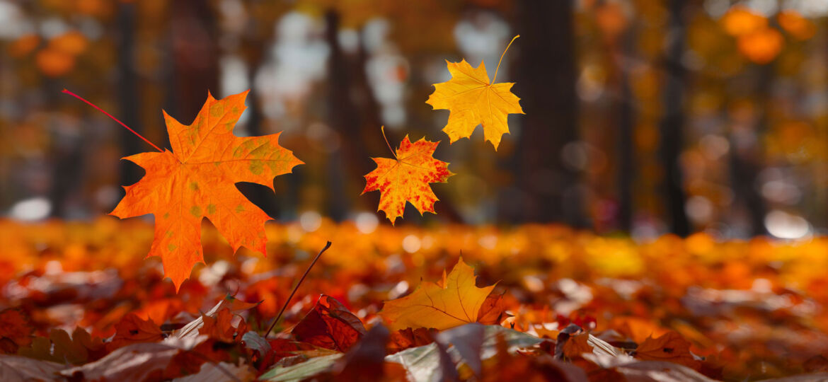 Three maple leaves in vibrant shades of orange and red appear suspended in mid-air against a blurred background of a forest in autumn. The ground is carpeted with fallen leaves, bathed in the warm, golden light of the season, creating a serene and picturesque scene typical of fall.