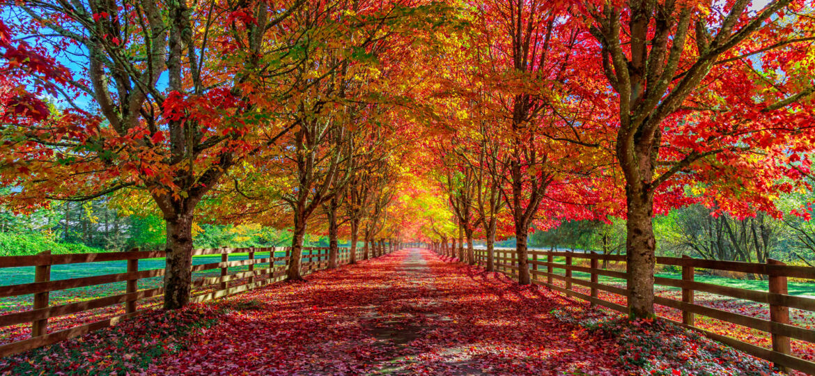 A captivating tree-lined country road in full autumn splendor, with a vibrant display of fall foliage in red, orange, and yellow hues. A wooden fence runs parallel on both sides of the road, leading the eye through the natural archway of branches. The ground is carpeted with a thick layer of colorful fallen leaves, enhancing the seasonal beauty of this peaceful rural scene.